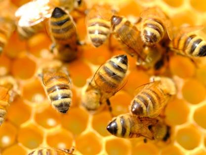 فراورده های زنبور عسل چیست؟